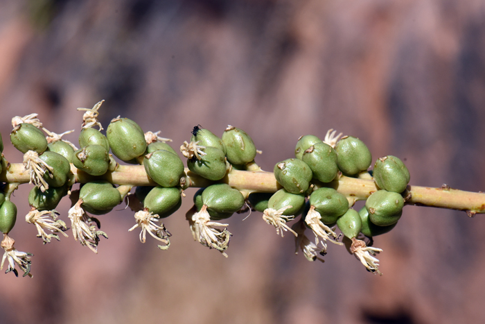 The fruits of Toumey's Agave are known as capsules and each capsule contains numerous seeds. Agave toumeyana